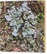 Lichen On Bark Wood Print