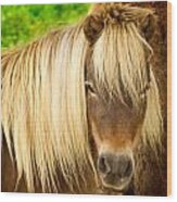 Lil Sebastian Wood Print