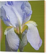 Lilac Blue Iris Flower Iii Wood Print