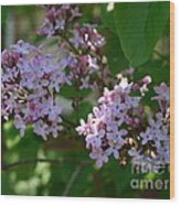 Lilacs In The Garden Wood Print