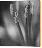 Lily Close Up With Anthers Wood Print