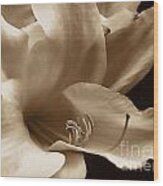 Lily Flower In Sepia Wood Print