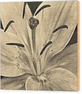 Lily In Sepia Wood Print
