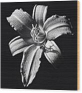 Lily Noir Wood Print
