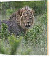Lion On Patrol Wood Print
