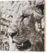 Lioness In Hiding Wood Print