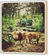 #lions In The #zoo Wood Print