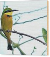 Little Bee-eater Wood Print