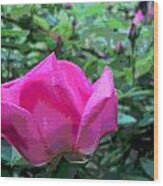 Little Pink Rose Blossom Wood Print