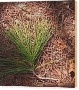 Longleaf Pine Needles Wood Print