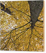 Look Up It Is Fall Wood Print