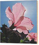 Looking Towards The Heavens - Pink Hibiscus Flower Under A Blue Sky On A Sunny Day Wood Print