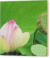 Lotus Blossom To Pod Wood Print
