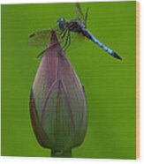 Lotus Bud And Blue Dasher Dragonfly Dl007 Wood Print