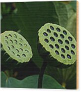 Lotus Capsules-sun Worshipers Dl052 Wood Print