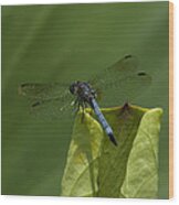Lotus Leaf And Blue Dasher Dragonfly Dl058 Wood Print