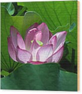 Lotus--peeking Out I Dl016 Wood Print