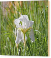 Lovely White Iris In Field Of Grass Wood Print
