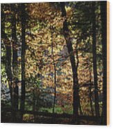 Luminous Forest 4 Wood Print