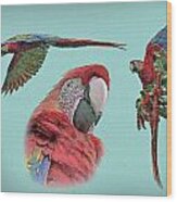 Macaw Sketch Wood Print