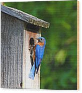 Male Eastern Bluebird Ii Wood Print