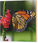 Male Monarch On Red Porterweed Wood Print