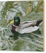 Mallard Duck Wood Print