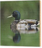 Mallard Male Portrait Vancouver Island Wood Print