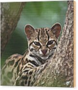 Margay Leopardus Wiedii Orphaned Wild Wood Print