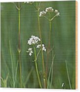 Marsh Valerian (valeriana Dioica) Wood Print