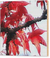 Mary's Red Maple Wood Print