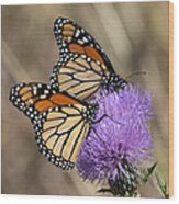 Monarch Butterflies On Field Thistle Din162 Wood Print