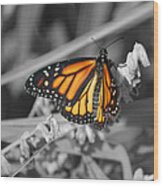 Monarch On Black And White Wood Print