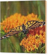 Monarch On Butterfly Weed Wood Print