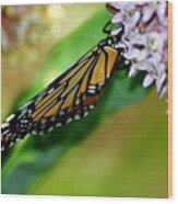 Monarch On Milkweed 1 Wood Print
