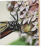 Monarch On Milkweed 3 Wood Print