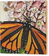 Monarch On Milkweed 5 Wood Print