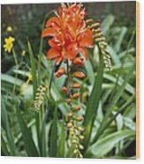 Montbretia (crocosmia 'firebird') Wood Print