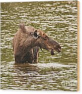 Moose In The Lake Wood Print
