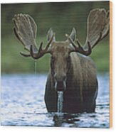 Moose Male Raising Its Head While Wood Print