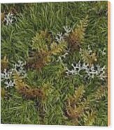Moss And Lichen Wood Print