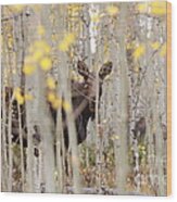 Mother Moose In The Aspens Wood Print