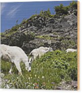 Mountain Goat Ewes And Kid Grazing Wood Print
