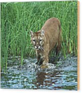 Mountain Lion Puma Concolor Wading Wood Print