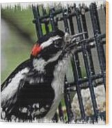 Mr Downy Woodpecker Wood Print