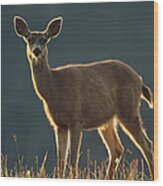Mule Deer Portrait In Alpine Meadow Wood Print