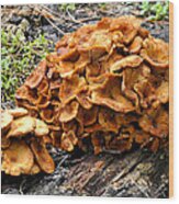 Mushroom Flower Wood Print