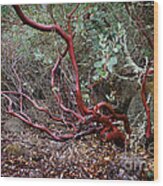 Mysterious Manzanita Wood Print