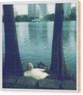 Nesting Swan #hipstamatic #americana Wood Print