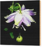 New Bloom At Night Wood Print